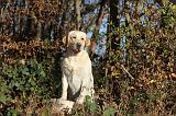 LABRADOR 369